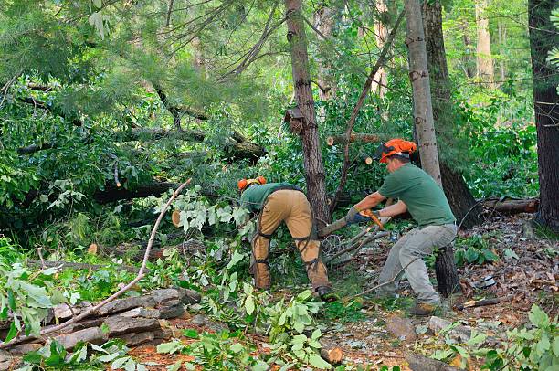 Best Tree Root Removal  in Park City, UT